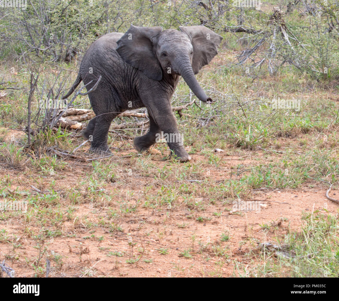 Junger Afrikanischer Elefant (Loxodonta africana) läuft mit trunk erweitert, Timbavati Reserve, Südafrika Stockfoto