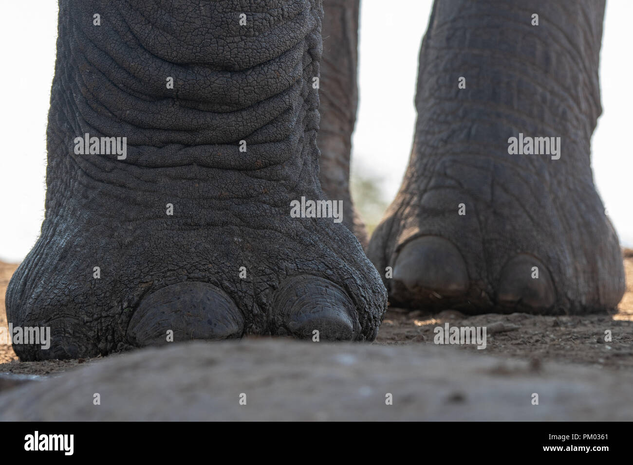 Afrikanischer Elefant (Loxodonta africana) in bis vom Boden aus zu schließen. Detail der Füße und Zehen. Madikwe Reserve, Südafrika. Stockfoto