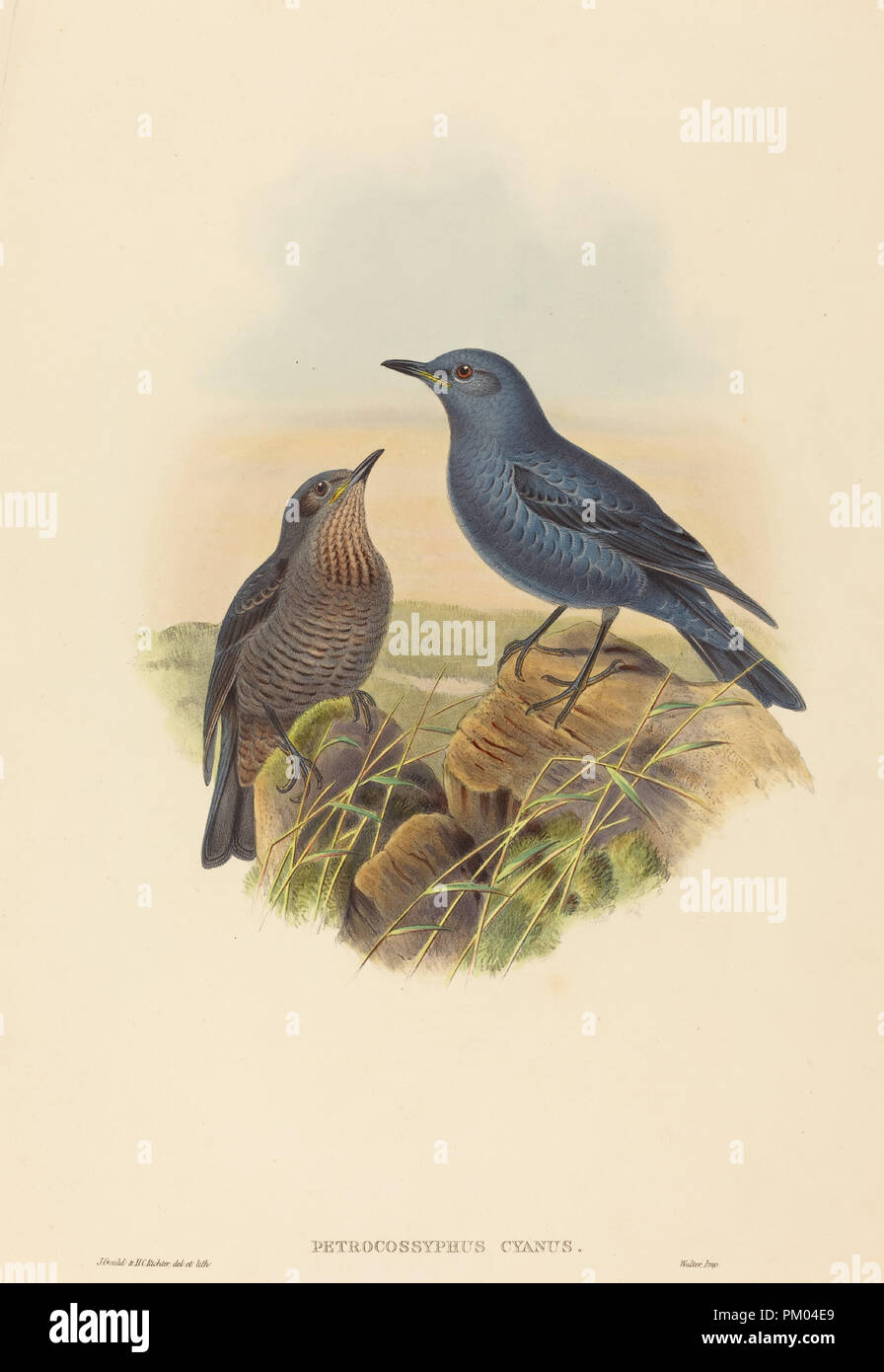 Petrocossyphus Rockthrush cyanus (Blau). Medium: Handcolorierte Lithographie. Museum: Nationalgalerie, Washington DC. Autor: John Gould und H. C. Richter. Stockfoto