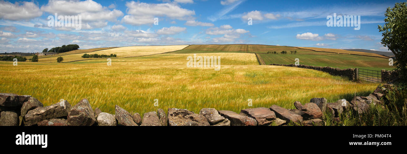 Panorama von mehreren Felder in der Landschaft in der Nähe von Penrith, Cumbria Stockfoto