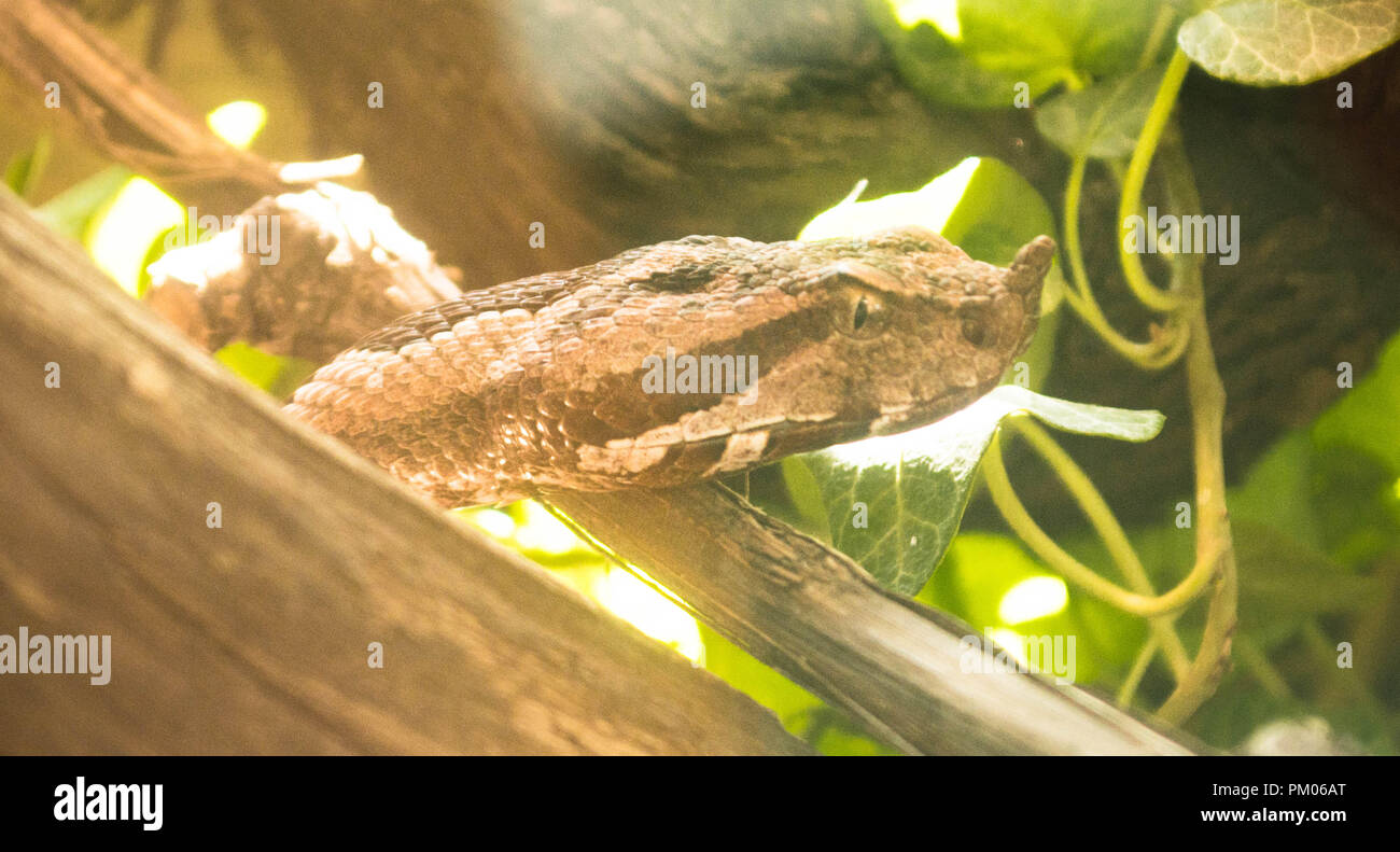 Giftige Schlange Nase horn Viper Stockfoto