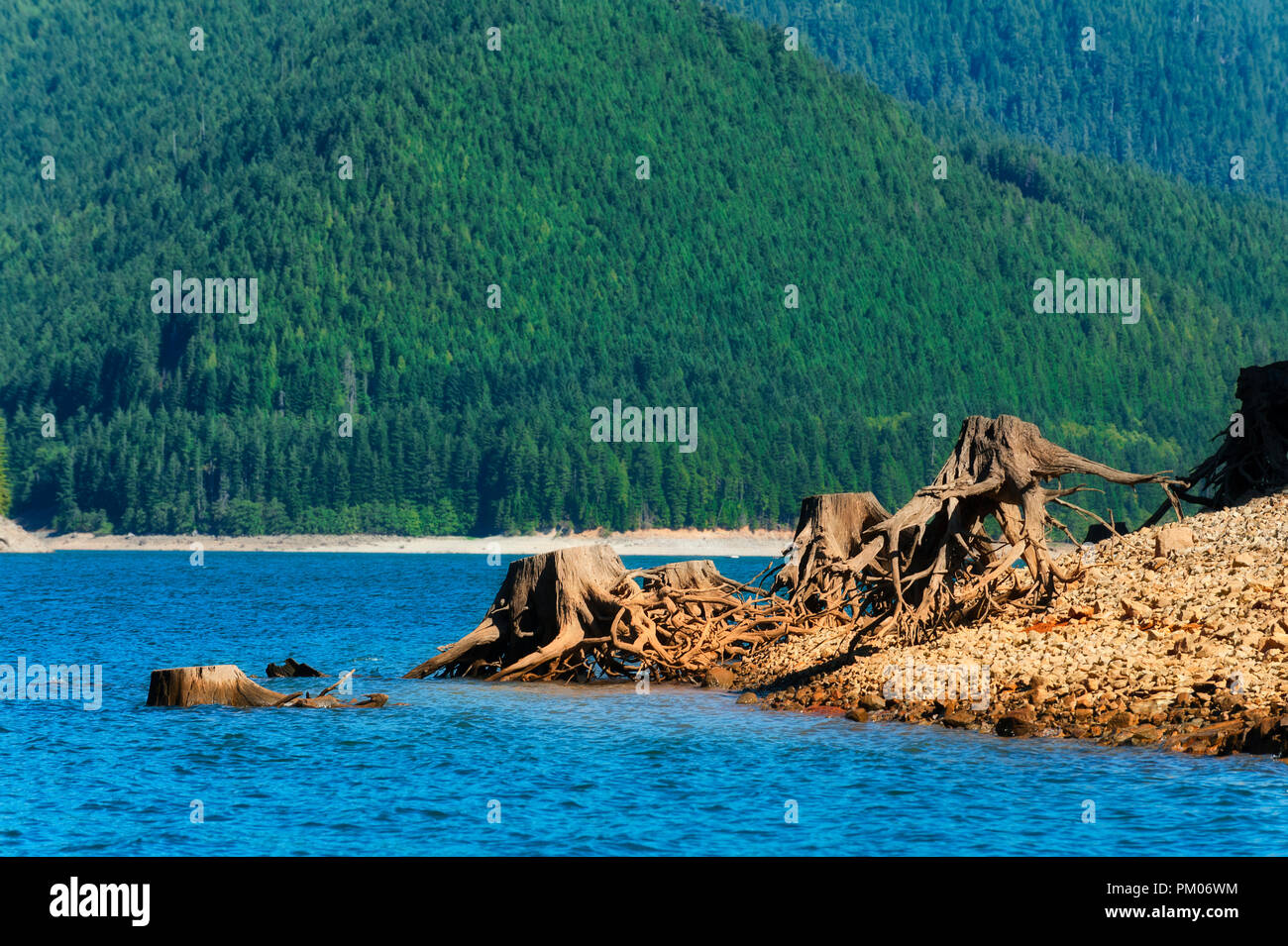 Die Freigabe der Gewässer in Detroit Lake Dam zeigt die Reste der Bäume, die entlang der See Küste entfernt wurden. Stockfoto