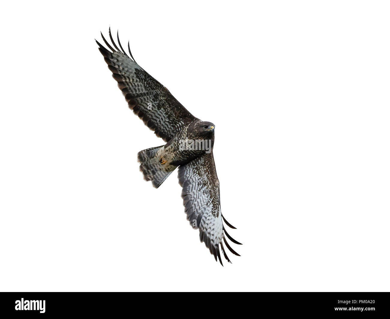 Mäusebussard im Flug auf weißem Hintergrund Stockfoto