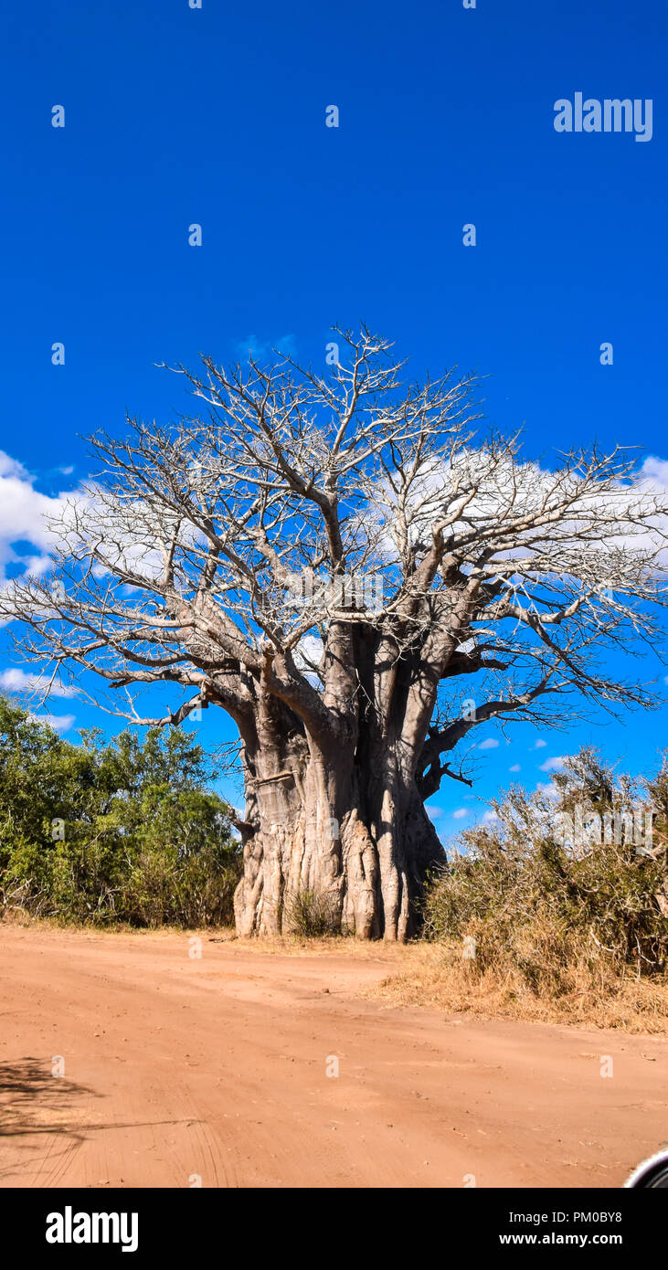 Ein Foto von einer riesigen landscap Boabab Baum im strahlenden Sonnenschein und mit schönen Hintergrund blauer Himmel. Der Kies oder Wellpappe Straße führt den Betrachter Stockfoto