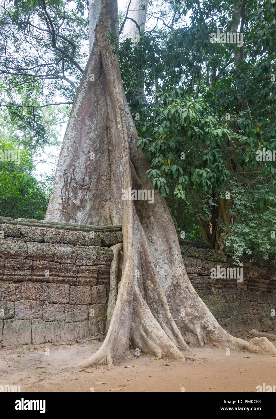 Den Dschungel Eingriff in Ta Prohm Tempel, Angkor, Kambodscha Stockfoto