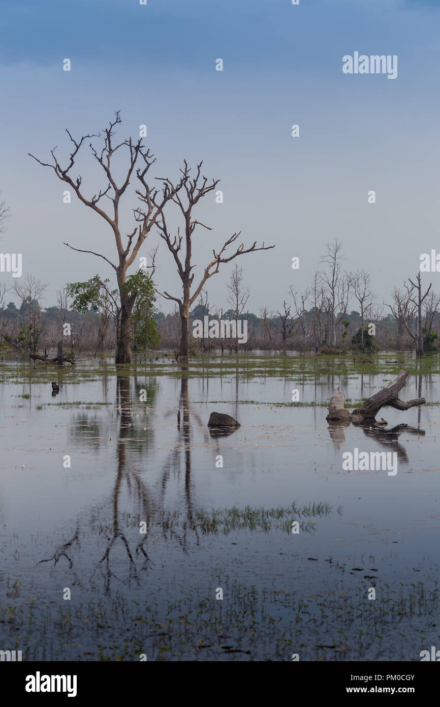 Die schöne Landschaft in der okawangosümpfe Stockfoto