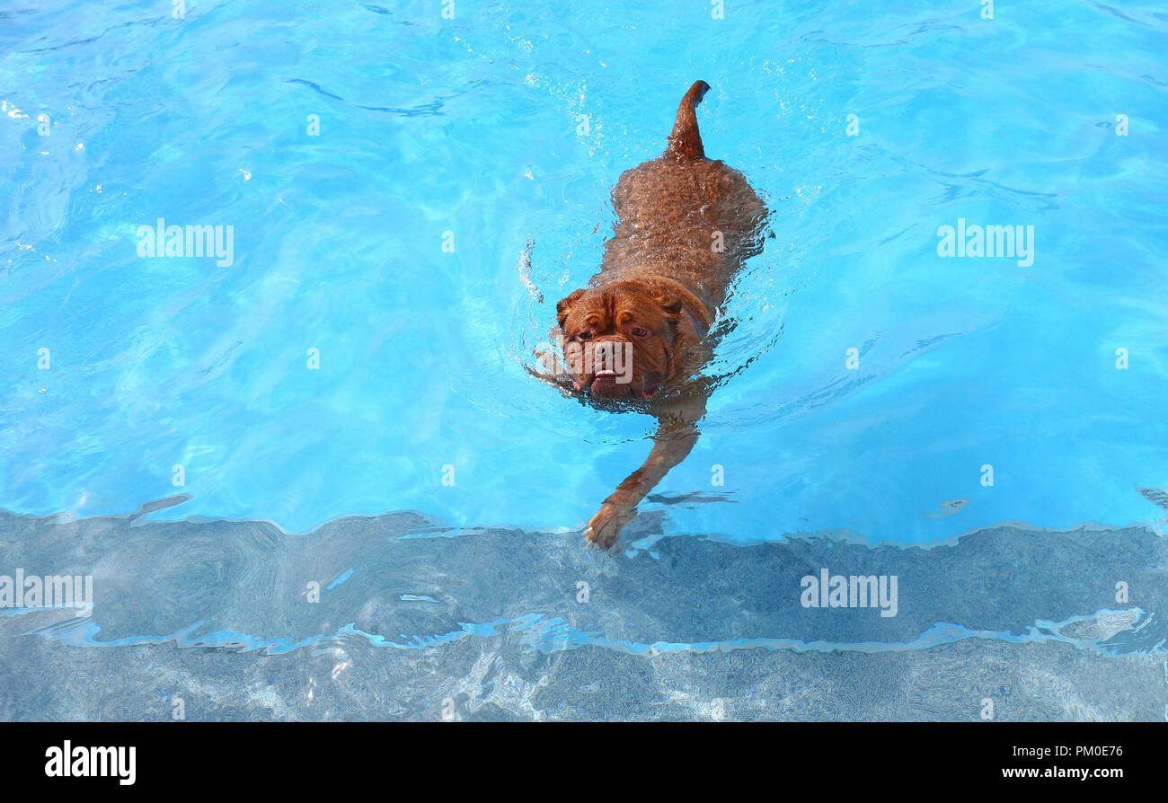 Ein Hund schwimmt an Saltdean Lido in Brighton, während der jährlichen Hund schwimmen am Ende der Saison am Lido zu markieren. Stockfoto