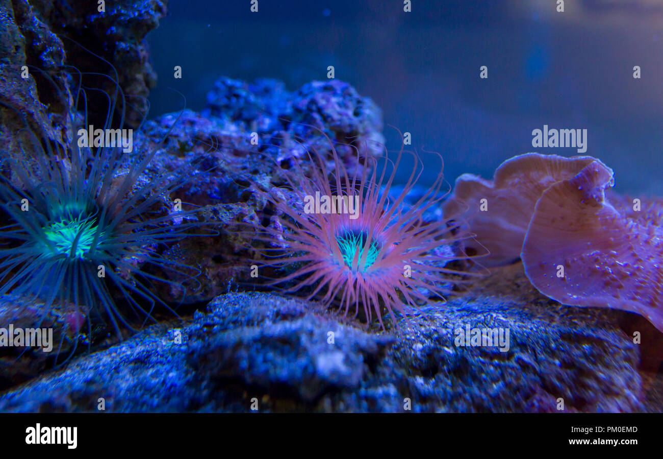 Anemonen. Blaue Korallen im Meerwasseraquarium. Stockfoto