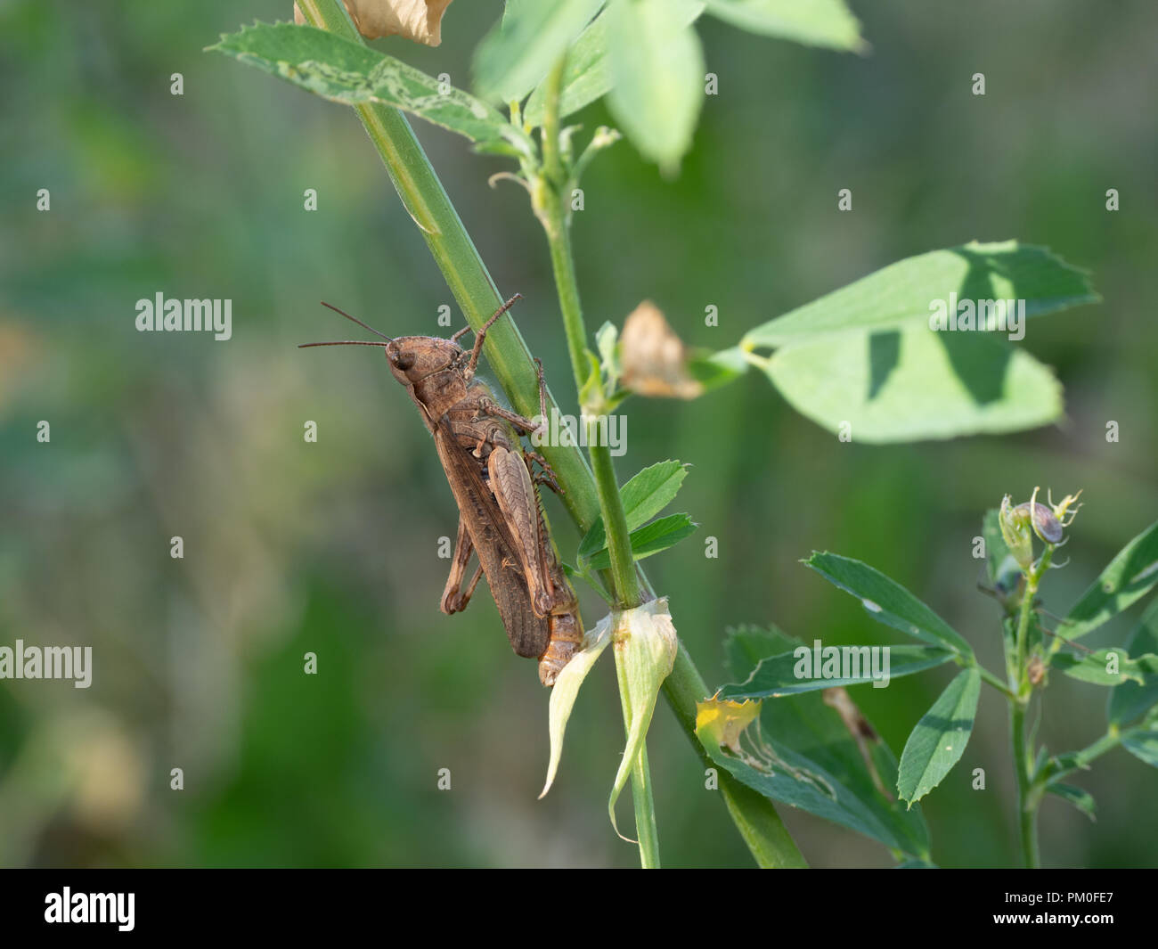 Grasshopper auf Pflanzenstamm Stockfoto