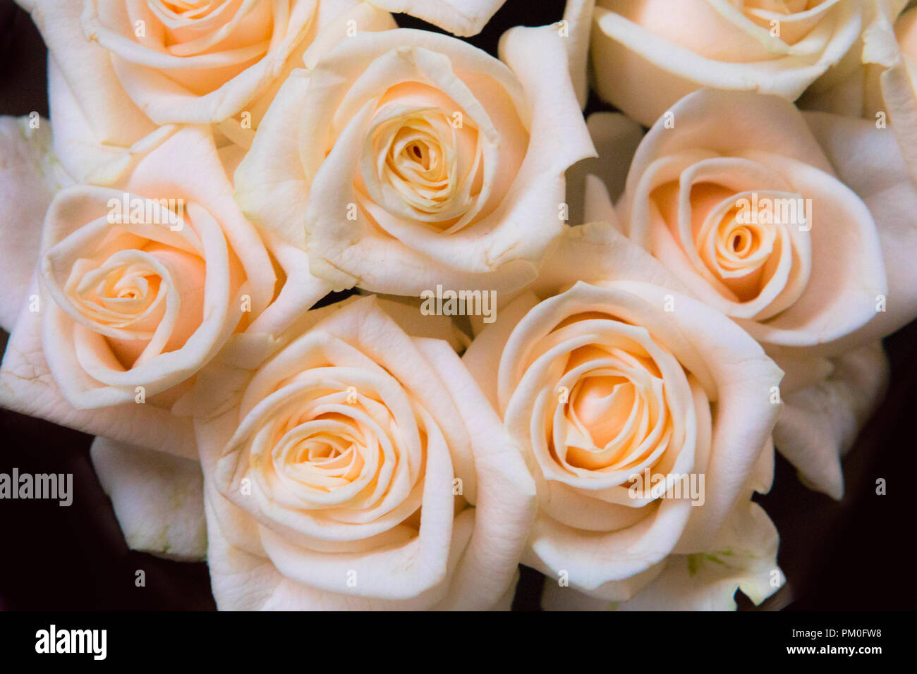 Schöne, zarte Gruppe von Rosen Stockfoto