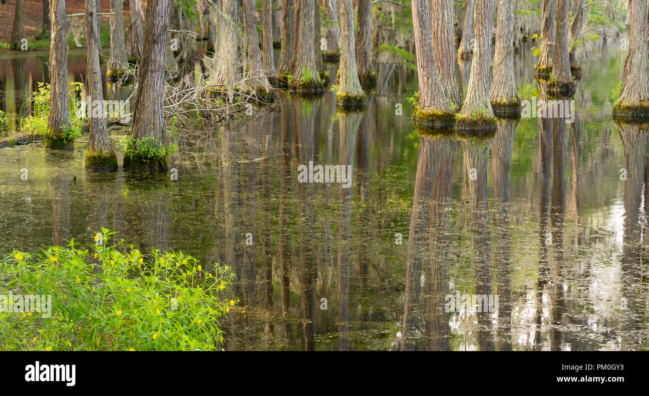 Bäume wachsen rechts oben aus dem Wasser in diesem Sumpf Sumpf Bereich der südlichen Vereinigten Staaten Stockfoto