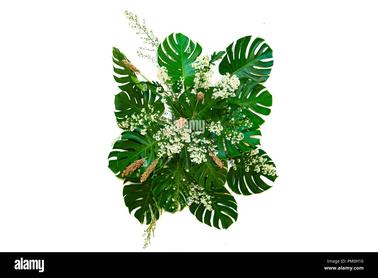 Verlässt das Monster in der modernen Designs tropische Blätter Laub plant Bush Blumenschmuck Natur Hintergrund verwendet, isoliert Stockfoto