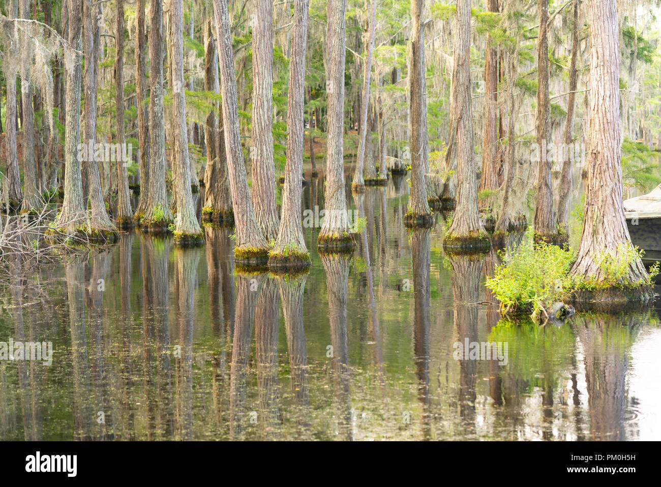 Reichlich unseen wildlfie existiert in diesem üppigen Marsh Bereich im tiefen Süden der USA Stockfoto