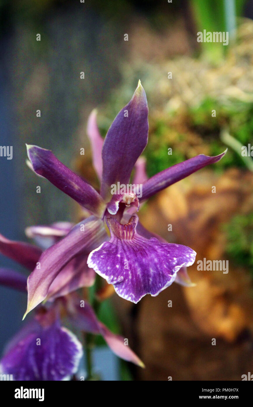 Nahaufnahme eines Midnight Blue Orchid, Bellopetalum, in voller Blüte. Stockfoto