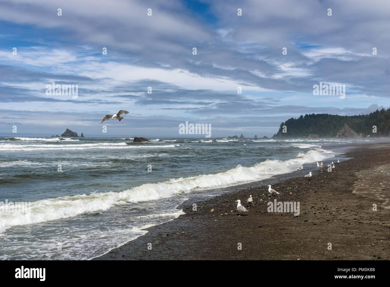 Rialto Beach Küste an einem sonnigen und bewölkten Tag mit einer Gruppe von Möwen entlang der Ufer, Olympic National Park, Washington State, USA. Stockfoto