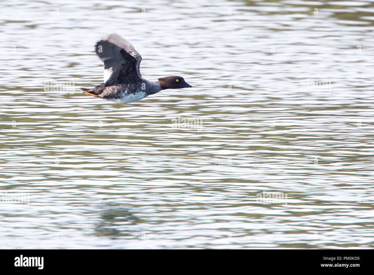 Schellente im Flug, Herbst, Island, 11. Sept. 2017 Stockfoto