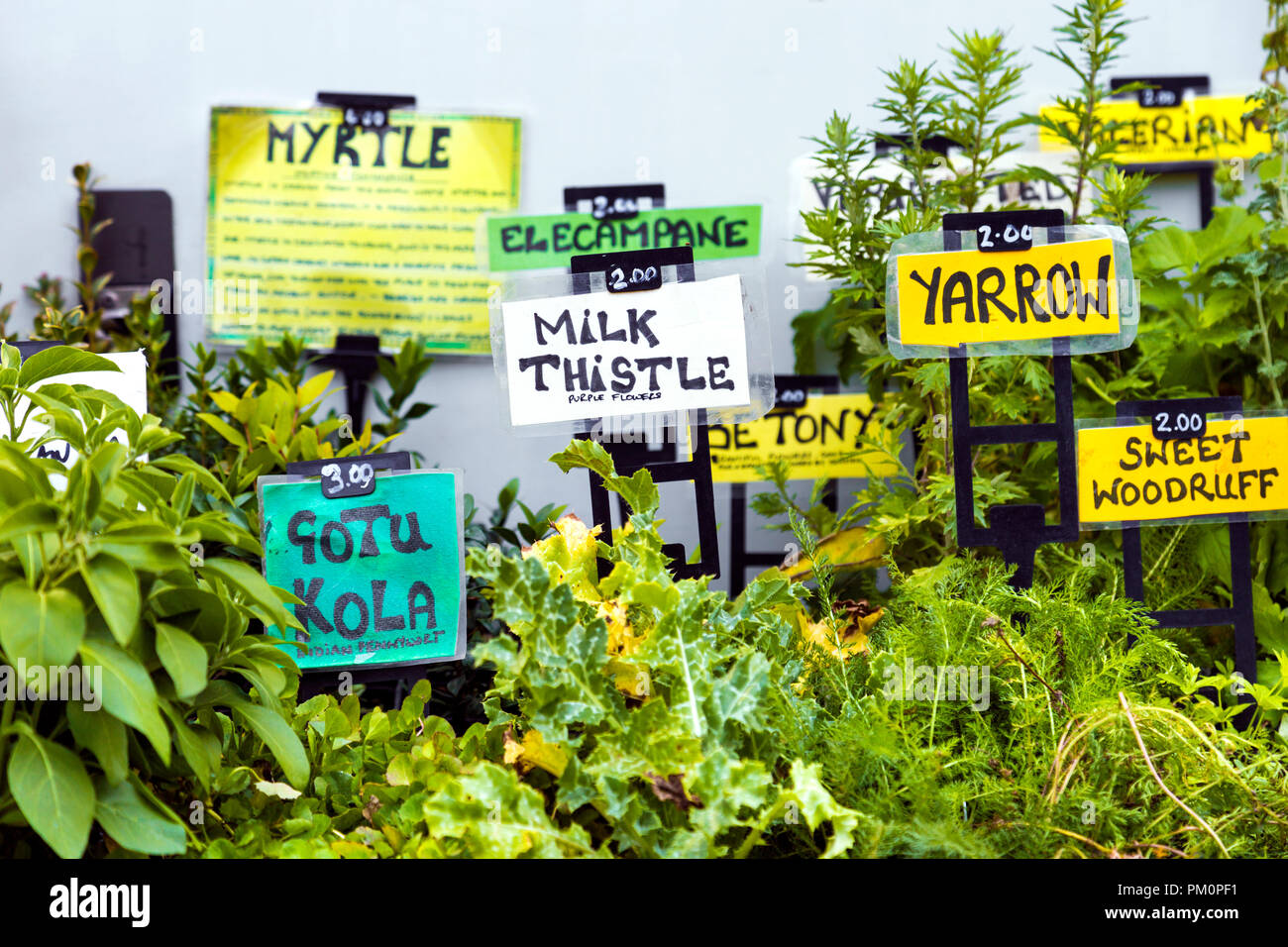 Frische Kräuter und Heilpflanzen mit Etiketten (Angel Canal Festival 2018, London, UK) Stockfoto