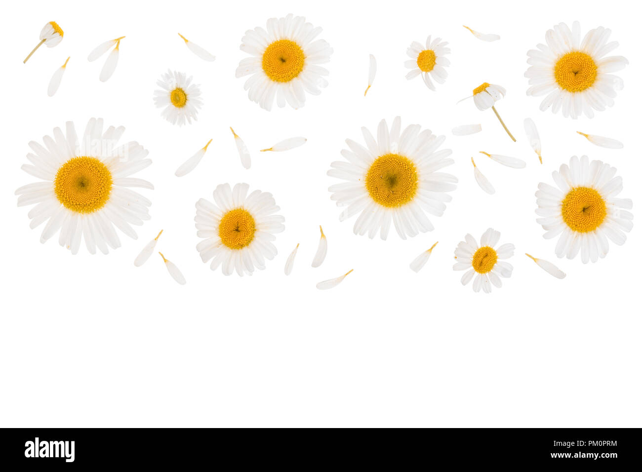 Kamille oder Gänseblümchen auf weißem Hintergrund mit Kopie Platz für Ihren Text isoliert. Ansicht von oben. Flach Stockfoto