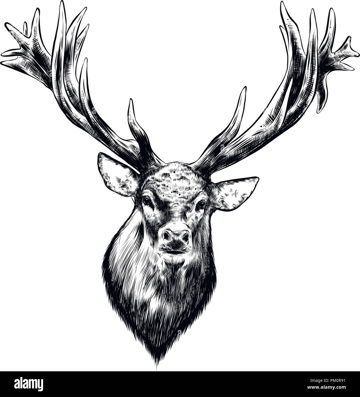 Hand gezeichnete Skizze der Hirsche in schwarz auf weißem Hintergrund. Detaillierte Vintage Style Zeichnung. Vector Illustration Stock Vektor