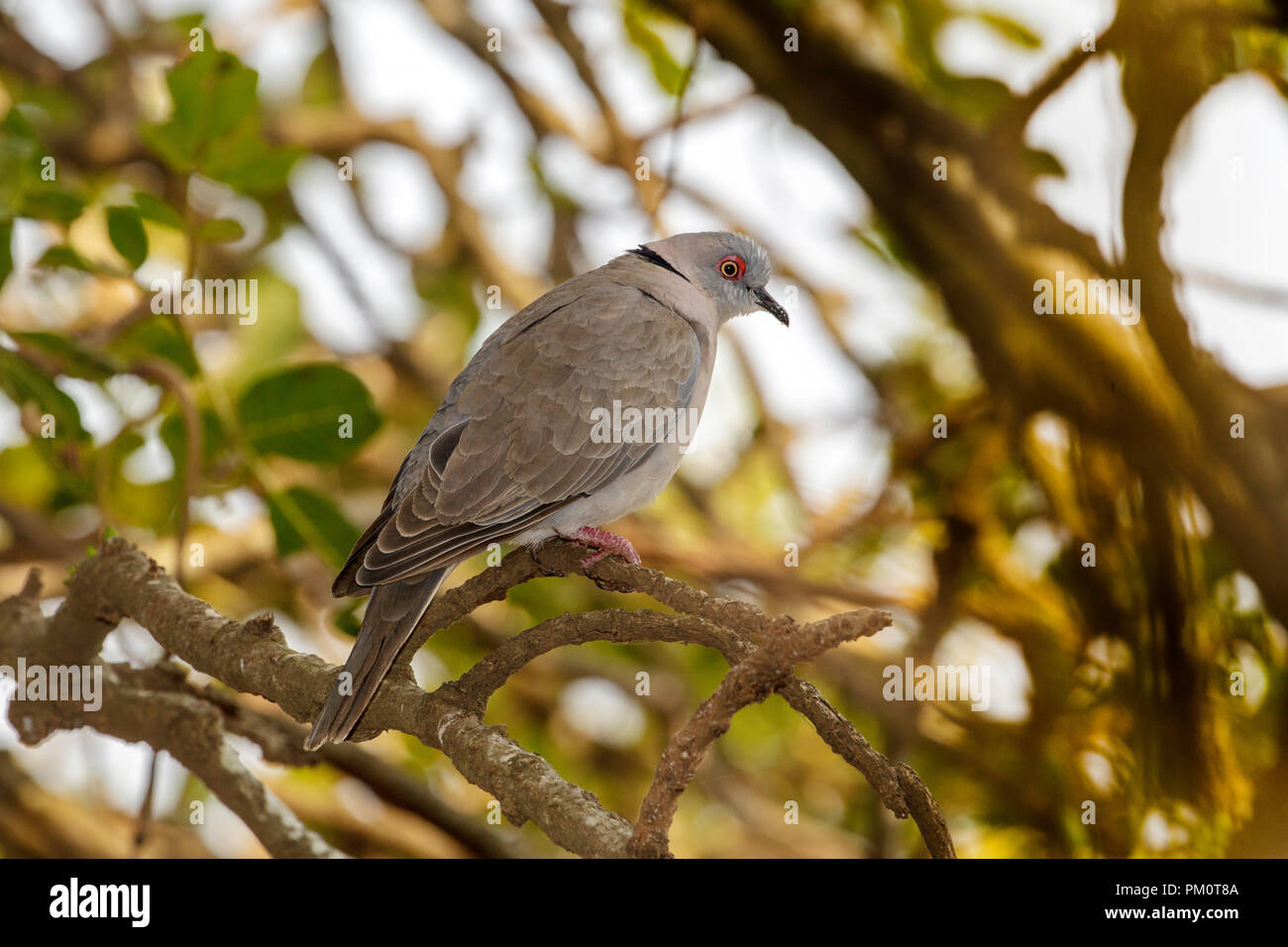 Trauer Collared-Dove Streptopelia decipiens Krüger National Park, Südafrika, 16. August 2018 nach Columbidae Stockfoto