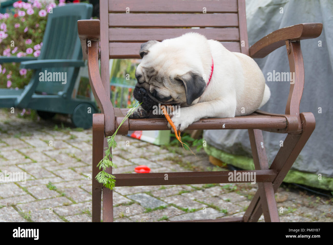 Mops Hund essen eine wackelige Karotte Stockfoto