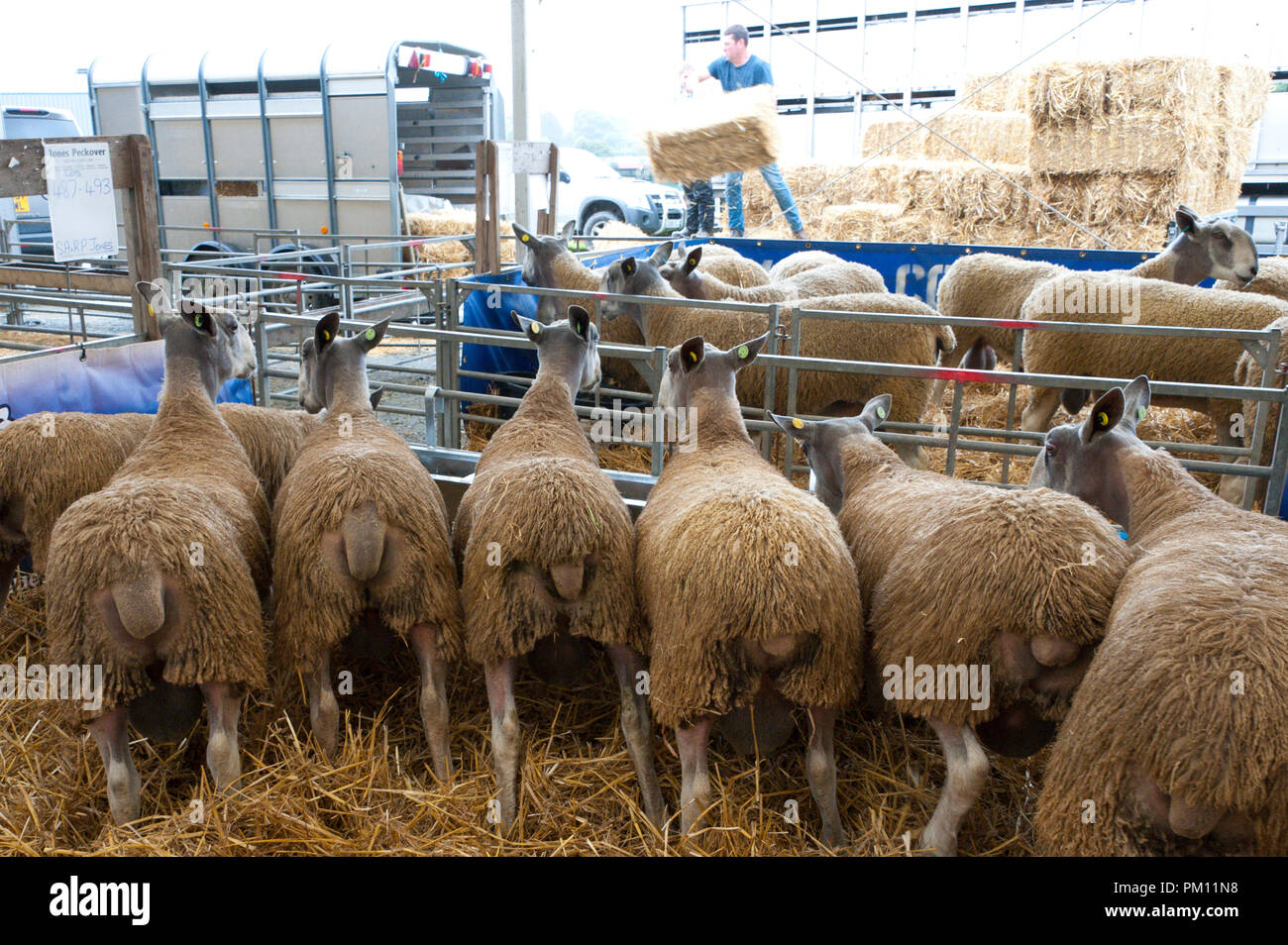 Llanelwedd, Powys, UK. 16.September 2018. Blau konfrontiert Leicester rams für den Verkauf warten. Inspektion und zeigen Veranstaltungen statt, die am Tag vor dem NSA (National Schafe Association) Wales & Grenze Ram Verkauf - angeblich die größte in Europa - auf der Royal Welsh Showground in Powys, Wales, UK. Es gibt zwei NSA Wales & Grenze Ram Umsatz jedes Jahr gehalten: Eine frühe Eine im August und eine im September. Mehr als 5.000 Widder aus über 30 Rassen auf Verkauf. © Graham M. Lawrence/Alamy leben Nachrichten Stockfoto