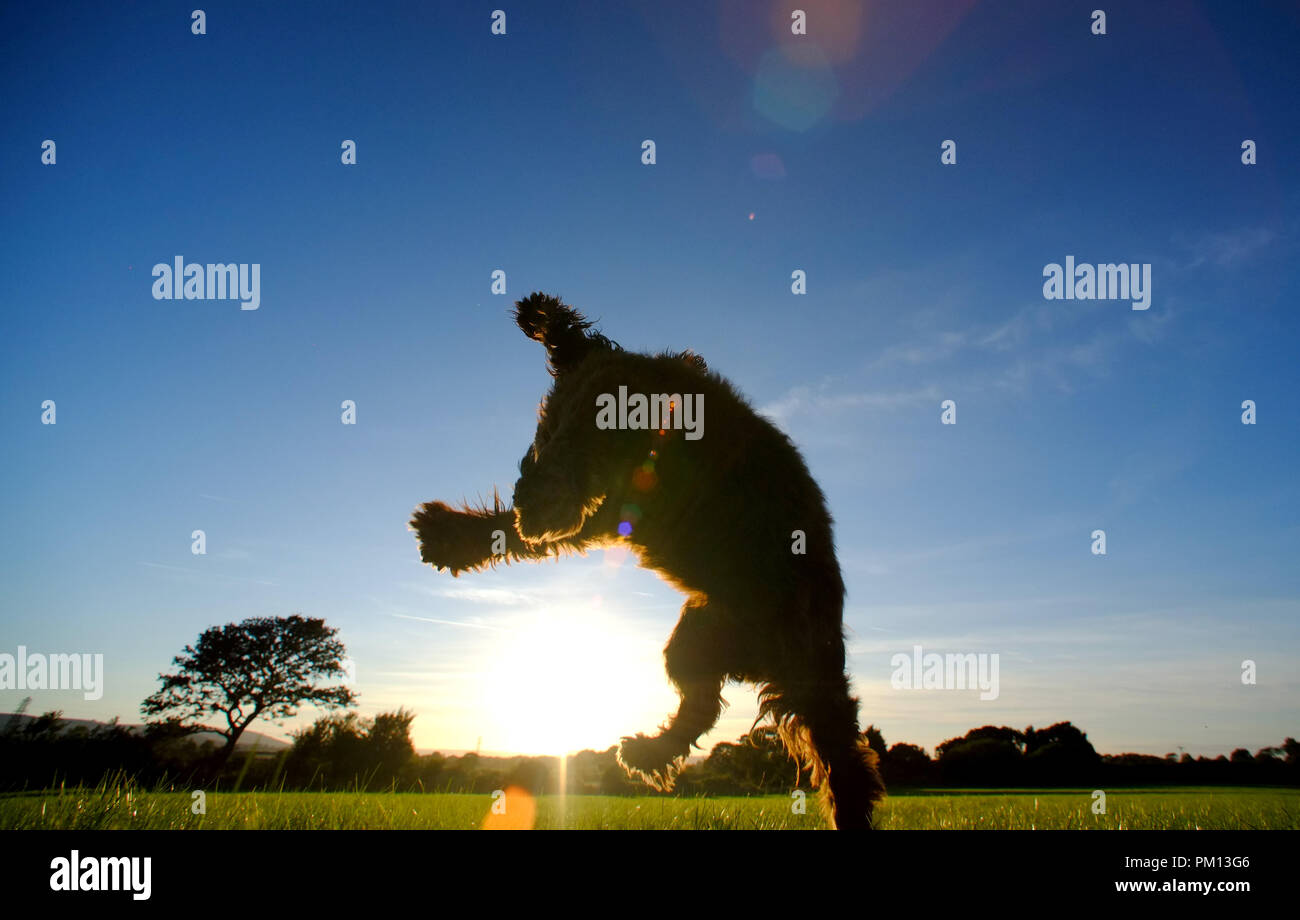 Reif, East Sussex, UK. 16.September 2018: Die Ruhe vor dem Sturm. Ein cocker spaniel Jagen einer Kugel am Ende eines sonnigen Tages in Sussex, vor dem Sturm Helen morgen ankommt. © Peter Cripps/Alamy leben Nachrichten Stockfoto