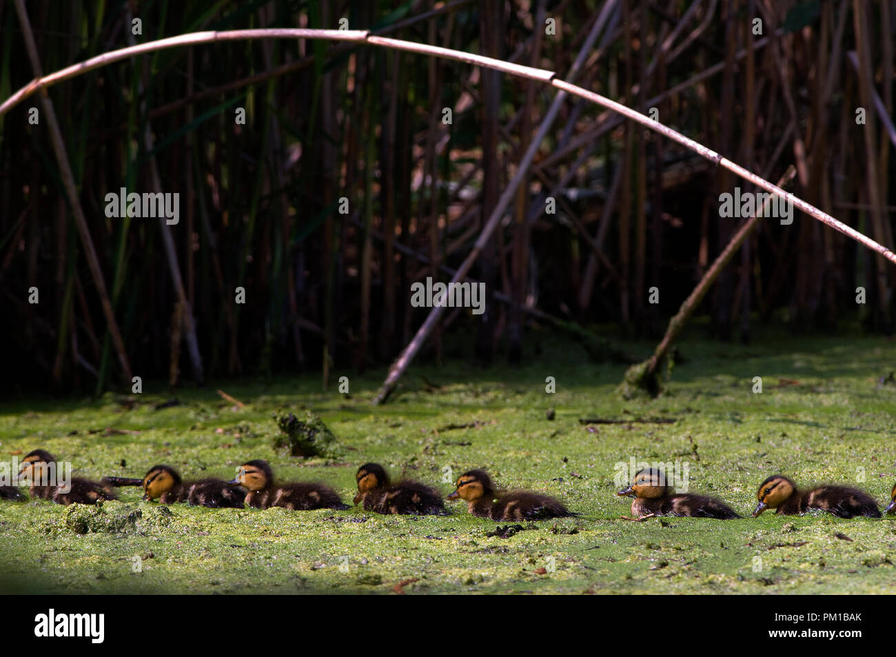 Ente mit Küken. Marano Italien Stockfoto