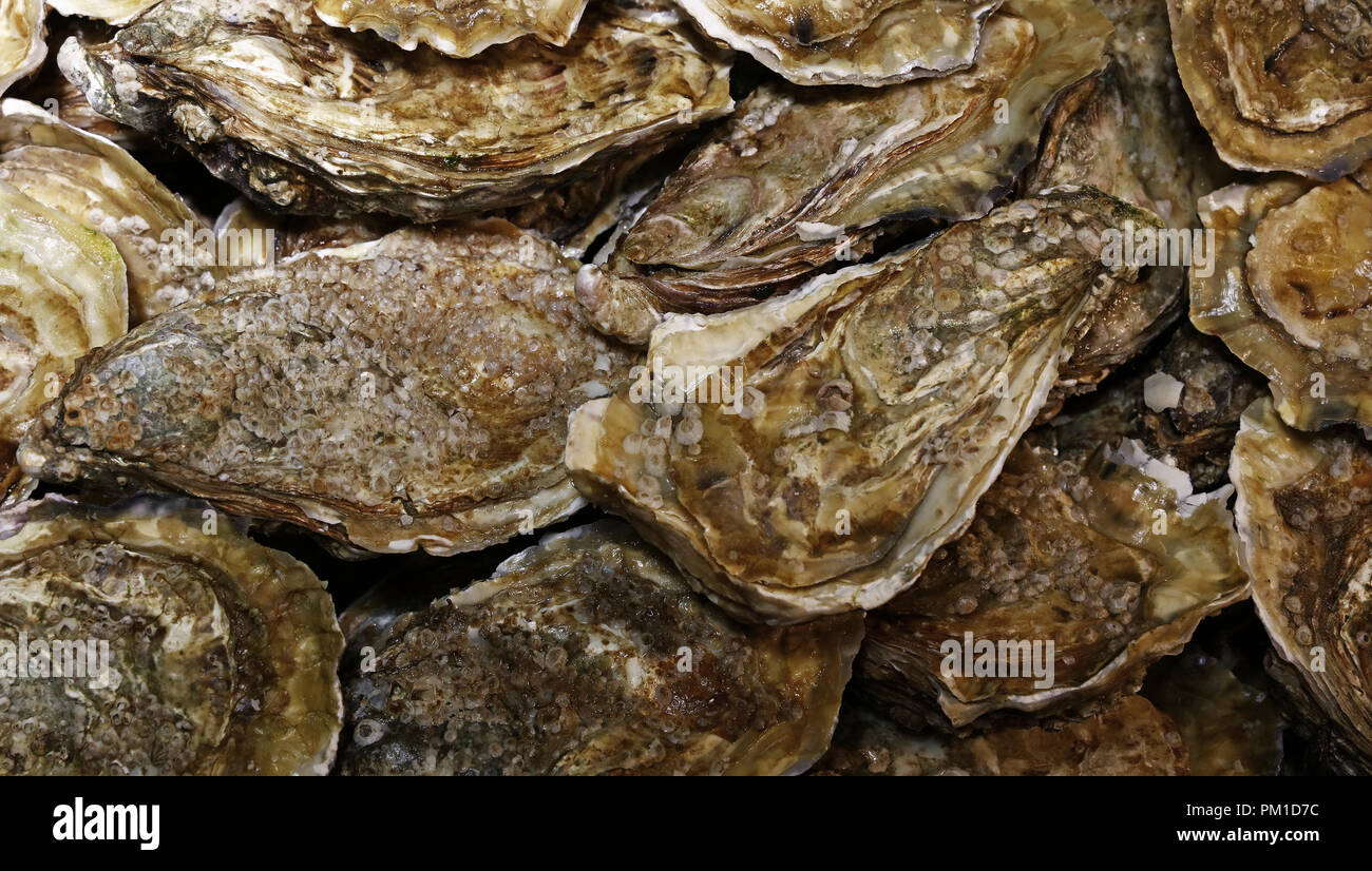 Close up frischen Fang von mehreren rohen Austern im Einzelhandel die Anzeige von Fisherman Markt, Nahaufnahme, hohe Betrachtungswinkel Stockfoto