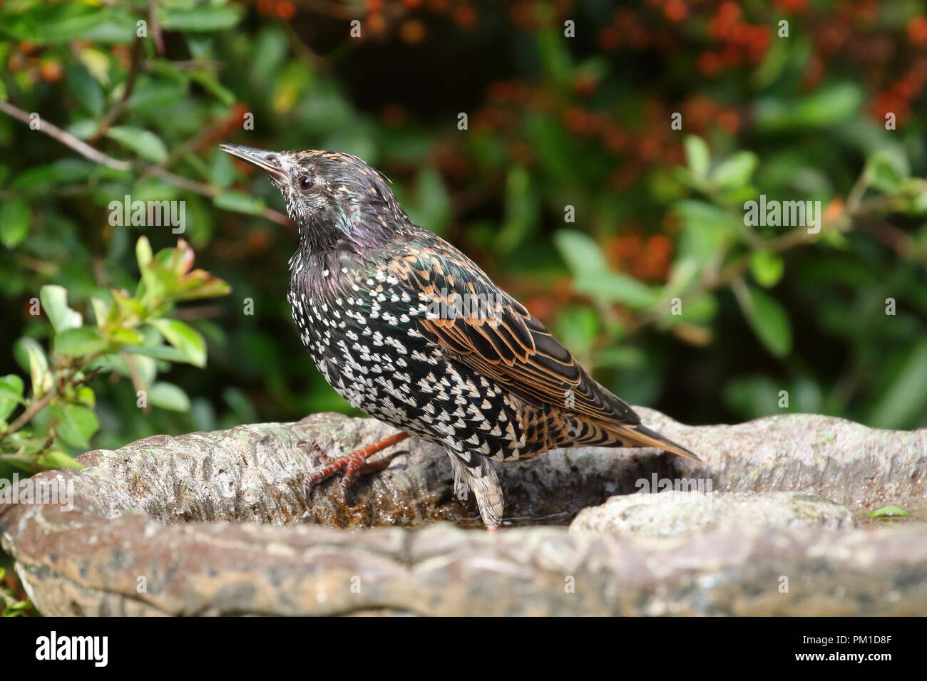 Bath Time! Europäischen Starling, Sturnus vulgaris, auf einem Garten Vogelbad in Großbritannien Stockfoto