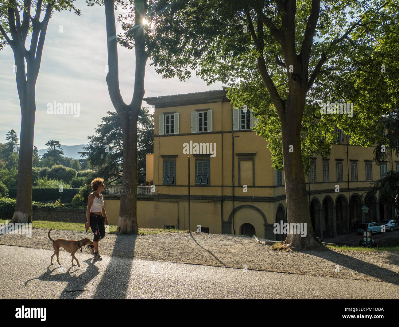 Dame zu Fuß einen Hund, das in der ummauerten Stadt Lucca, Toskana, Italien Stockfoto