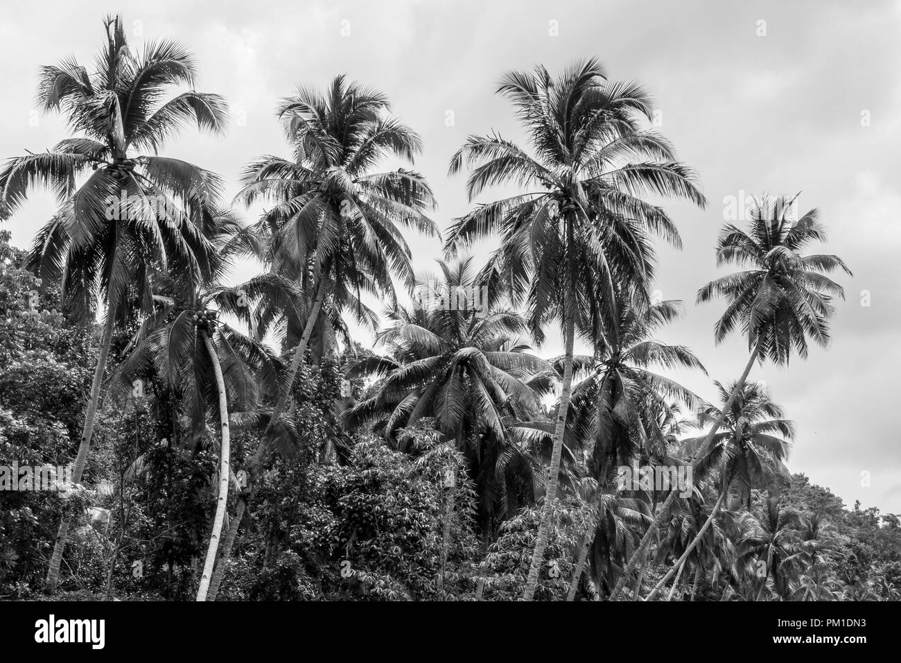 Schwarz/Weiß-Bild von Palmen in den Regenwald von Bohol. Auf dem Loboc River Cruise in den Philippinen. Stockfoto