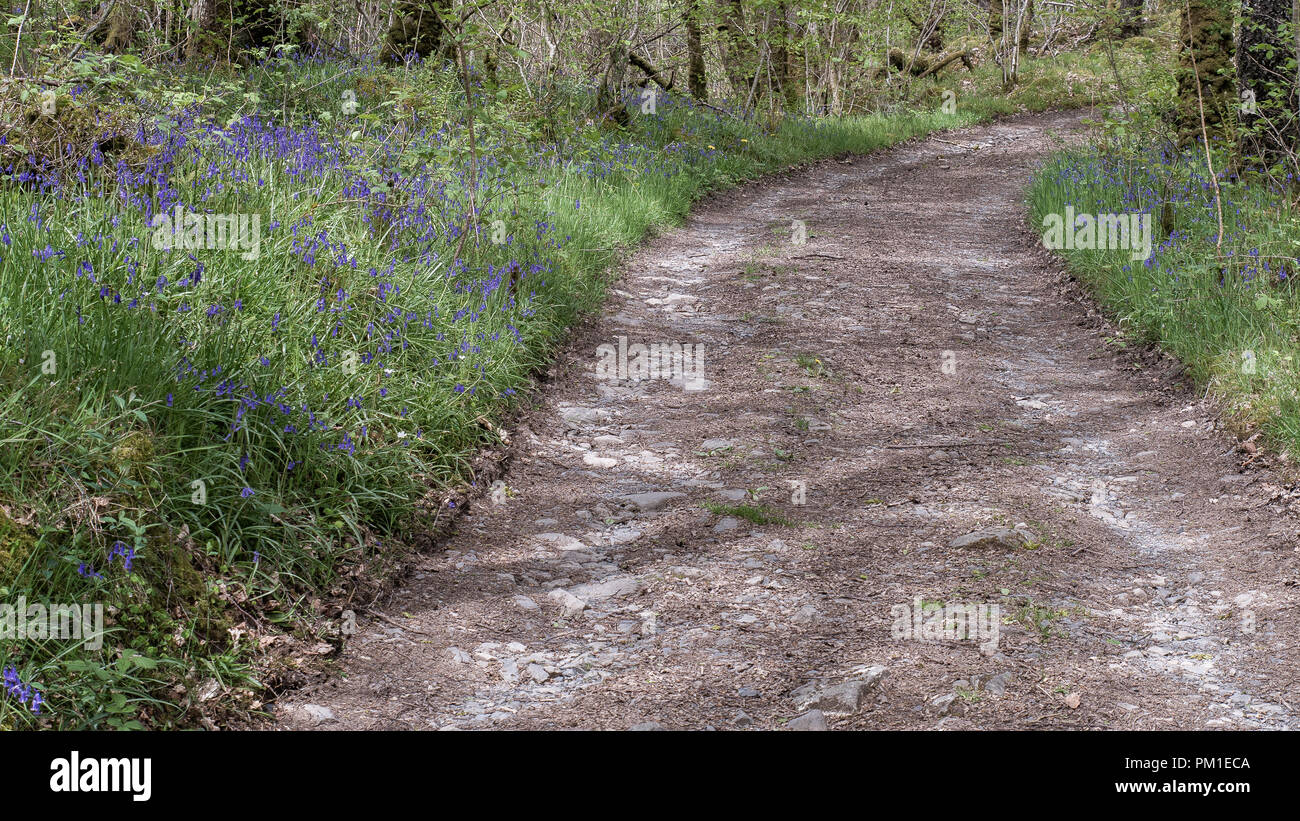 Ein Wanderweg führt durch ein Waldgebiet im südlichen Schottland. Die helle Sonne führt zu starken Schatten auf dem Boden und glockenblumen sind blooking entweder Seite Stockfoto