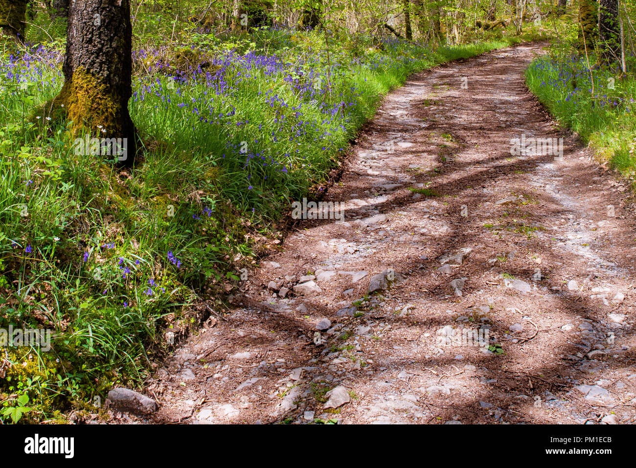 Ein Wanderweg führt durch ein Waldgebiet im südlichen Schottland. Die helle Sonne führt zu starken Schatten auf dem Boden und glockenblumen sind blooking entweder Seite Stockfoto