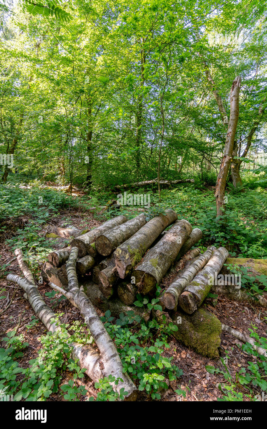 Ein Haufen von cut Protokolle werden unter dem Laub und Unterholz in ländlichen Lancashire, England gestapelt. Stockfoto