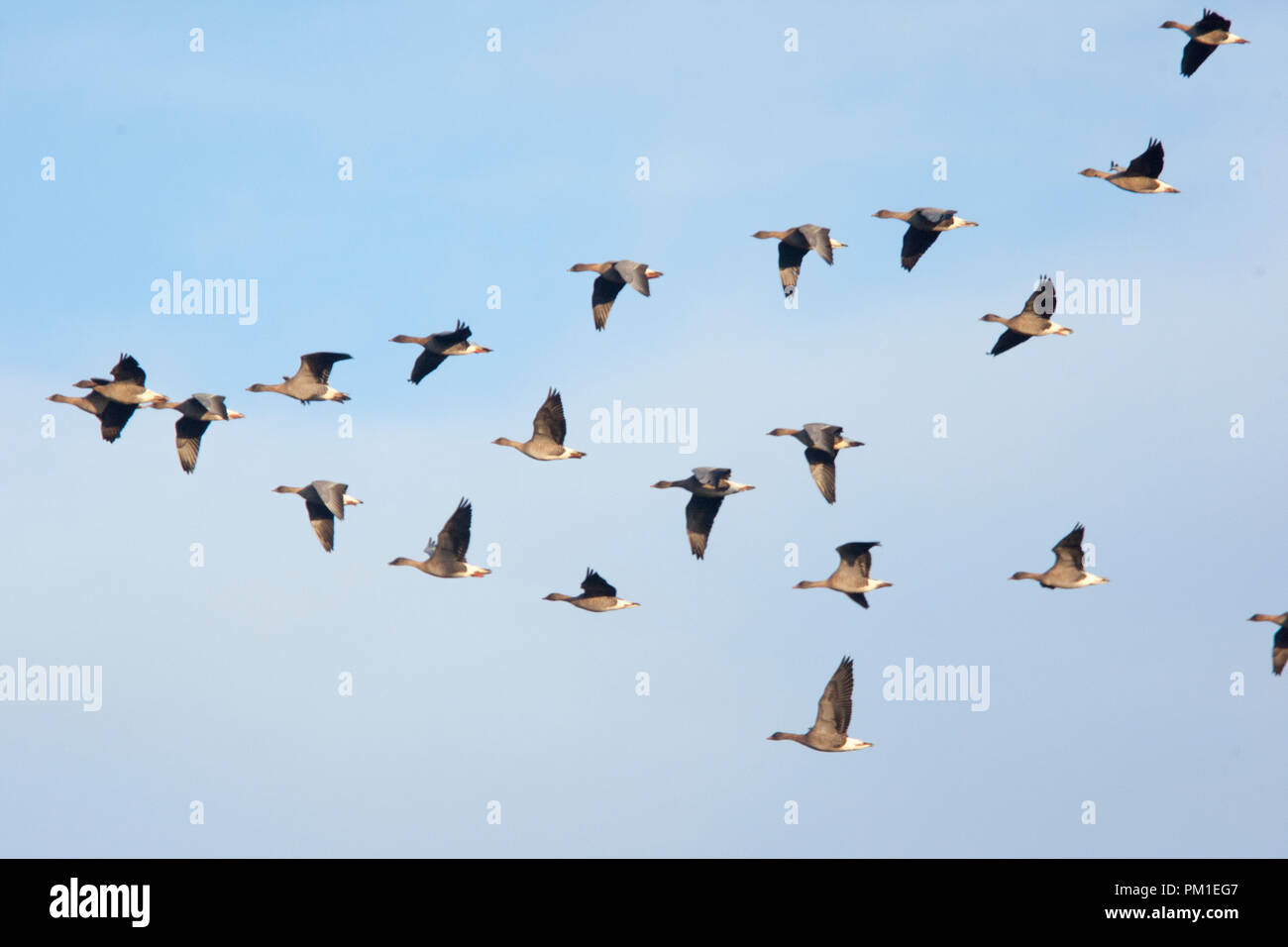 Herde von Rosa-Gänse im Flug, Norfolk, England, UK. Stockfoto