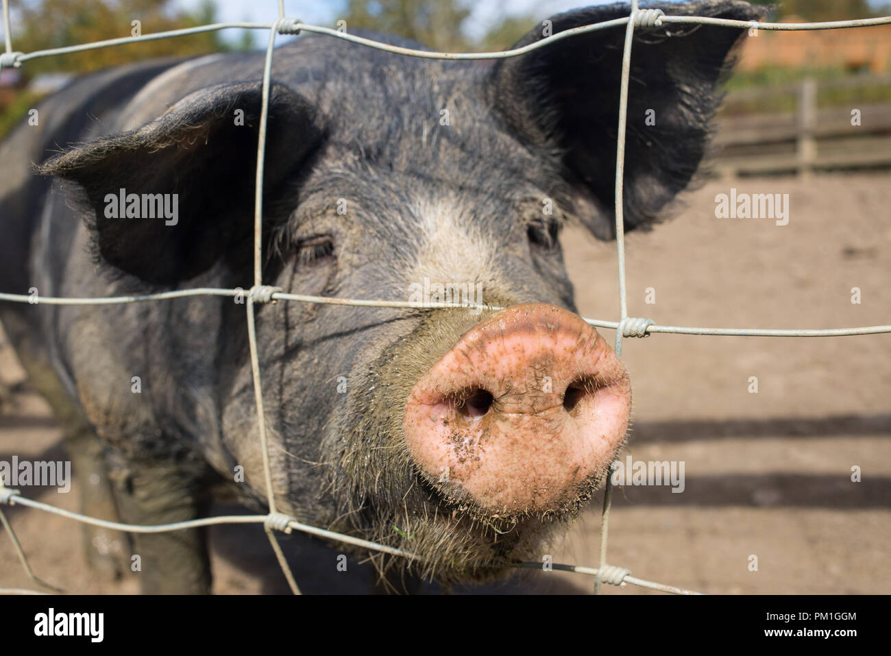 Große Schwarze britische Schweineindustrie eine Rasse von hausschwein mit Fokus auf schmutzige schlammige Nase Stockfoto