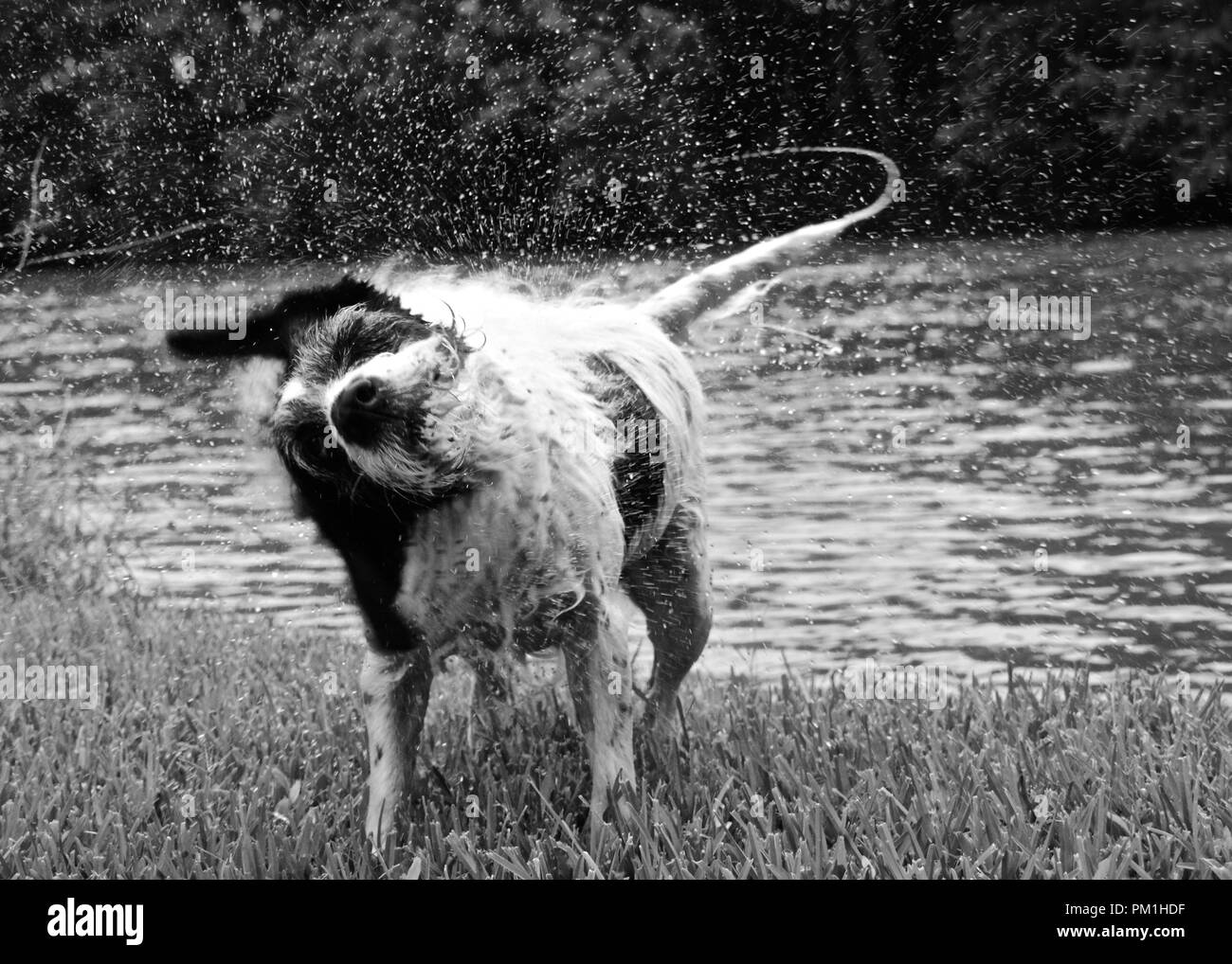Schwarze und weisse Hund schütteln Wasser weg auf Gras von Fluss Stockfoto