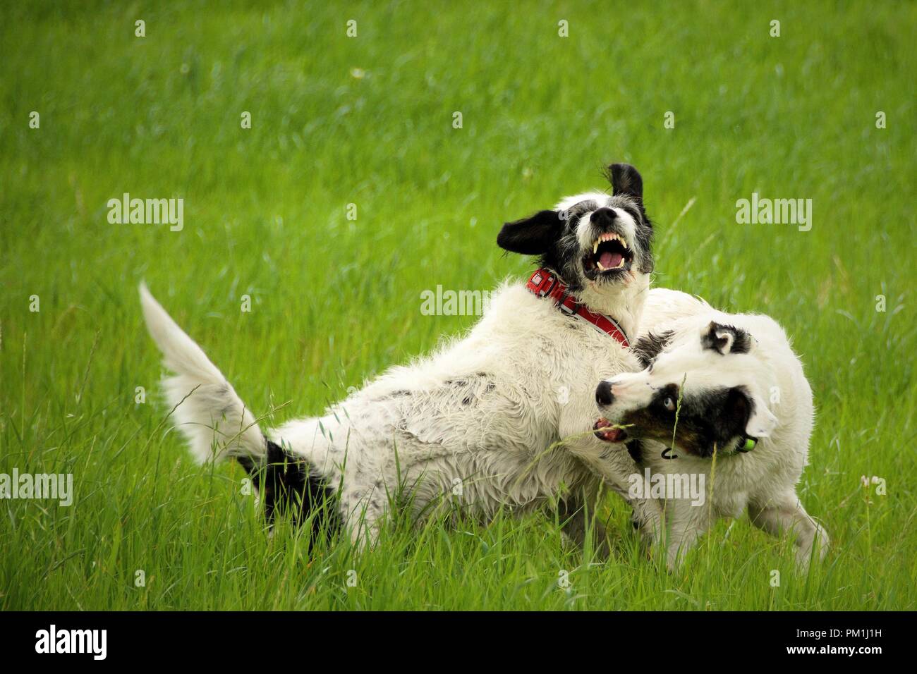 Zwei schwarze und weiße Hunde spielen und Kämpfen im Gras Stockfoto