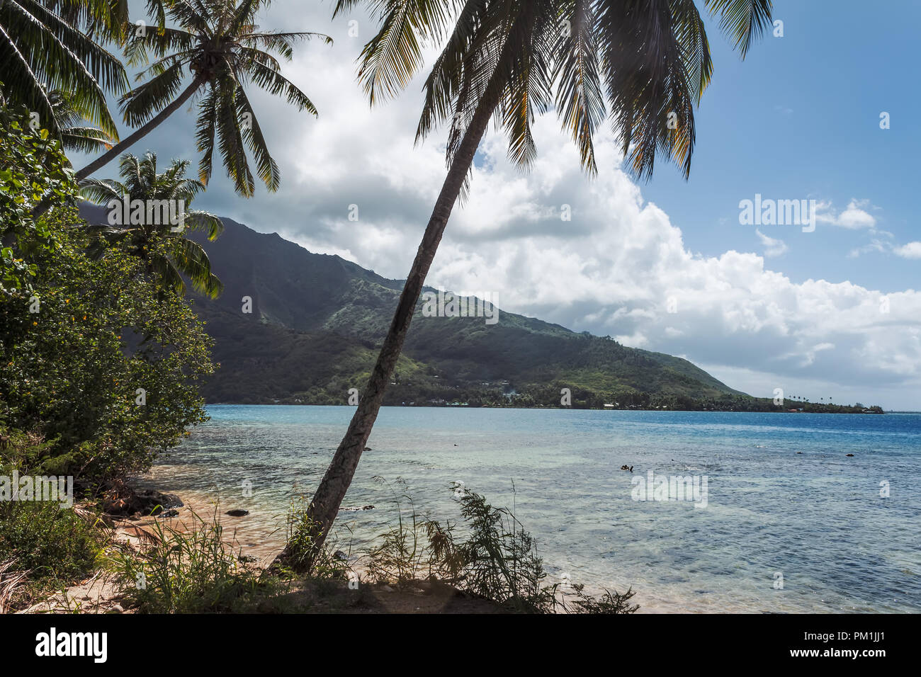 Tropisches Paradies, Insel Moorea in Französisch Polynesien Stockfoto