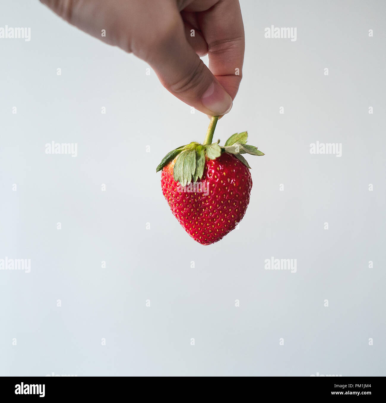 Kommissionierung frische rote Erdbeere mit Finger Stockfoto