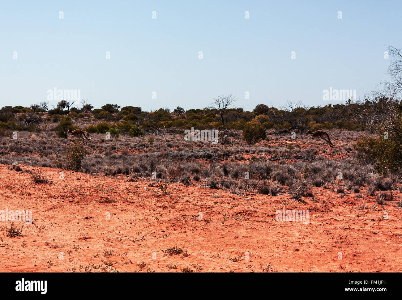 Känguru im Outback Australien off road Stockfoto