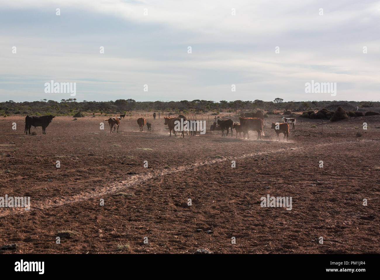 Gruppe der Rinder im Outback Australien Stockfoto