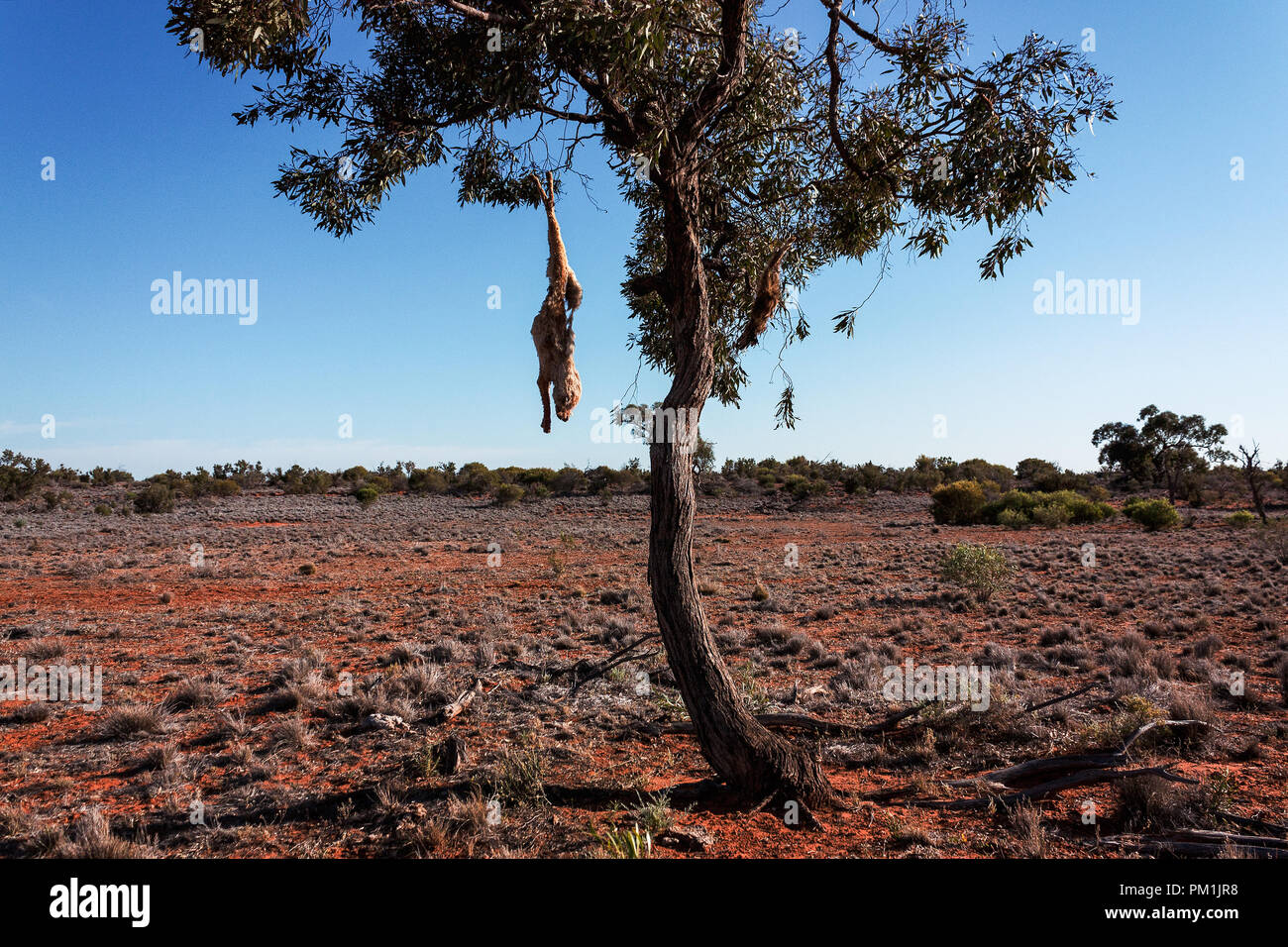 Dead Dingo hängen am Baum im Outback Australien Stockfoto