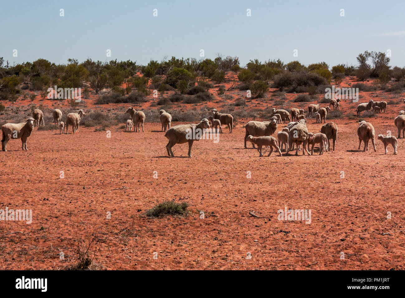 Gruppe der Schafe in Outback Australien Stockfoto