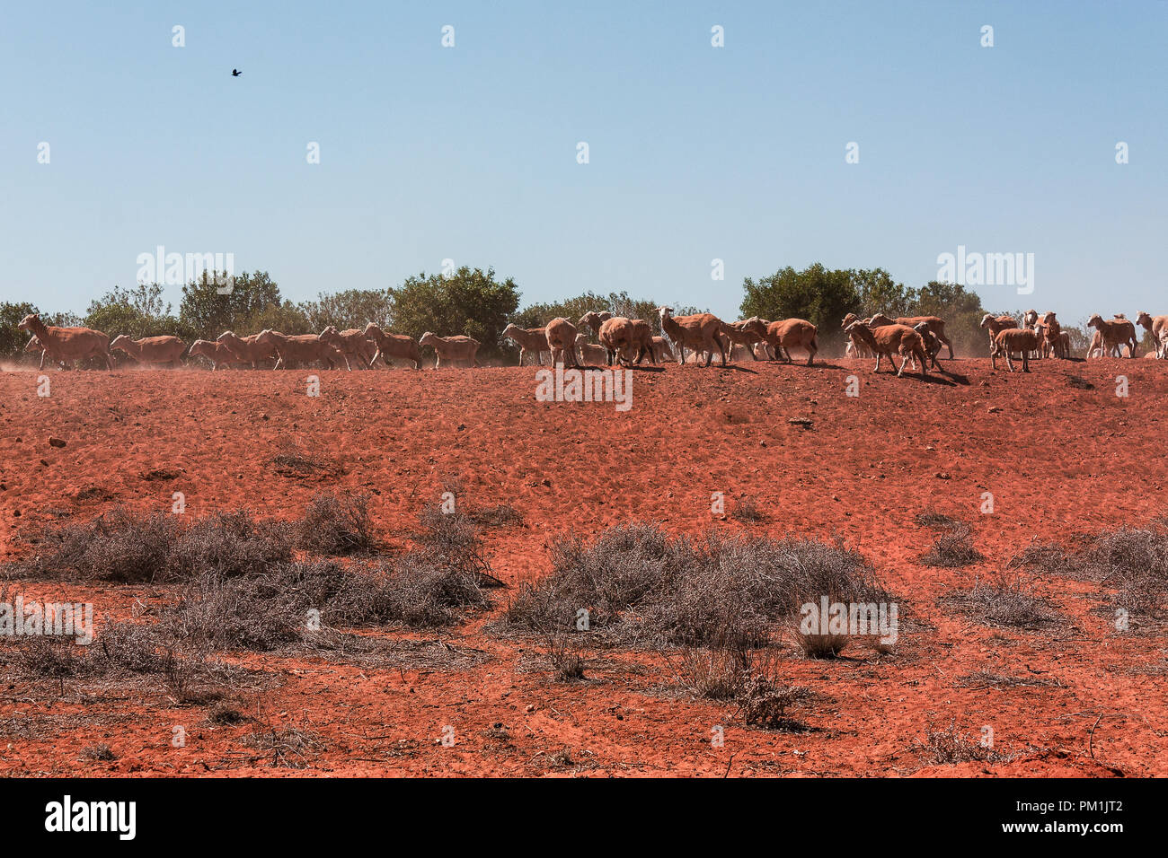 Gruppe der Schafe in Outback Australien Stockfoto