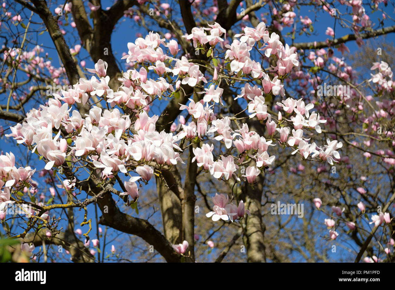Blass rosa Blüten der Magnolia × Veitchii' Peter Veitch', Meister Baum Stockfoto