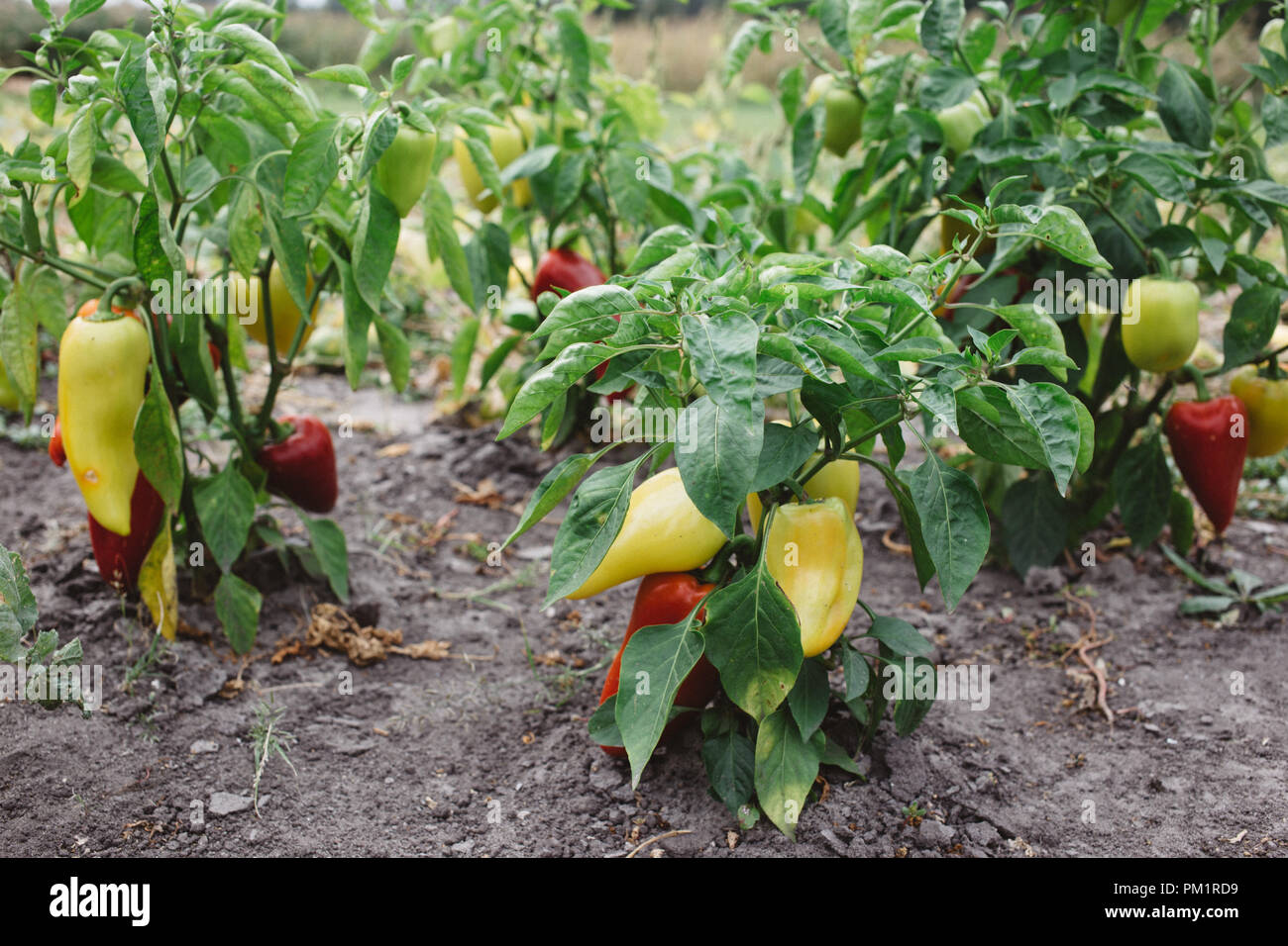 Reife Paprika auf einem Busch im Garten, der Erntezeit Stockfoto