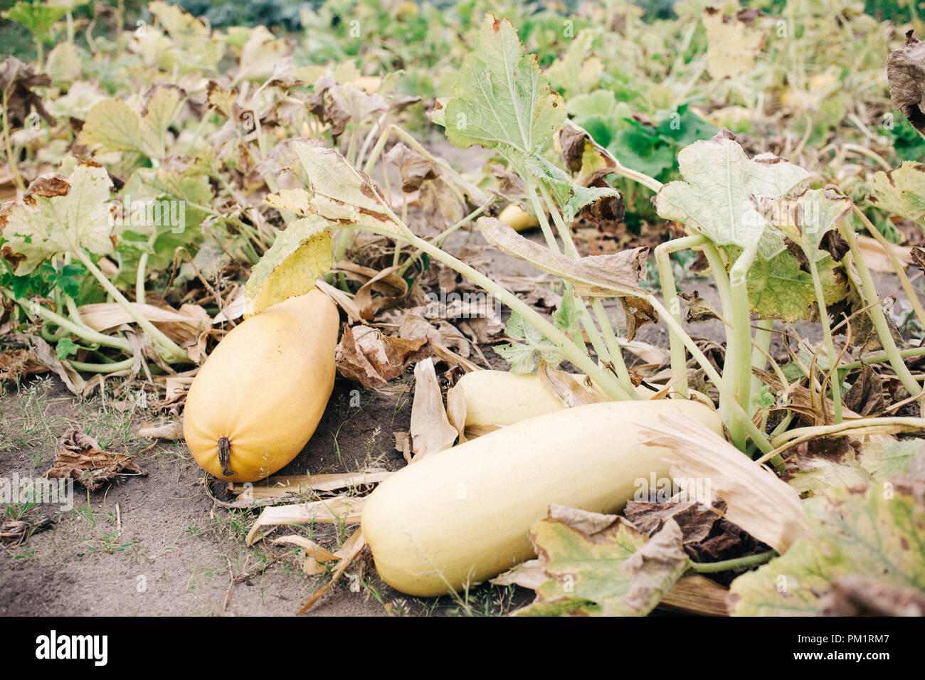 Gelbe Zucchini Im Garten Wachst Reife Gemuse Erntezeit