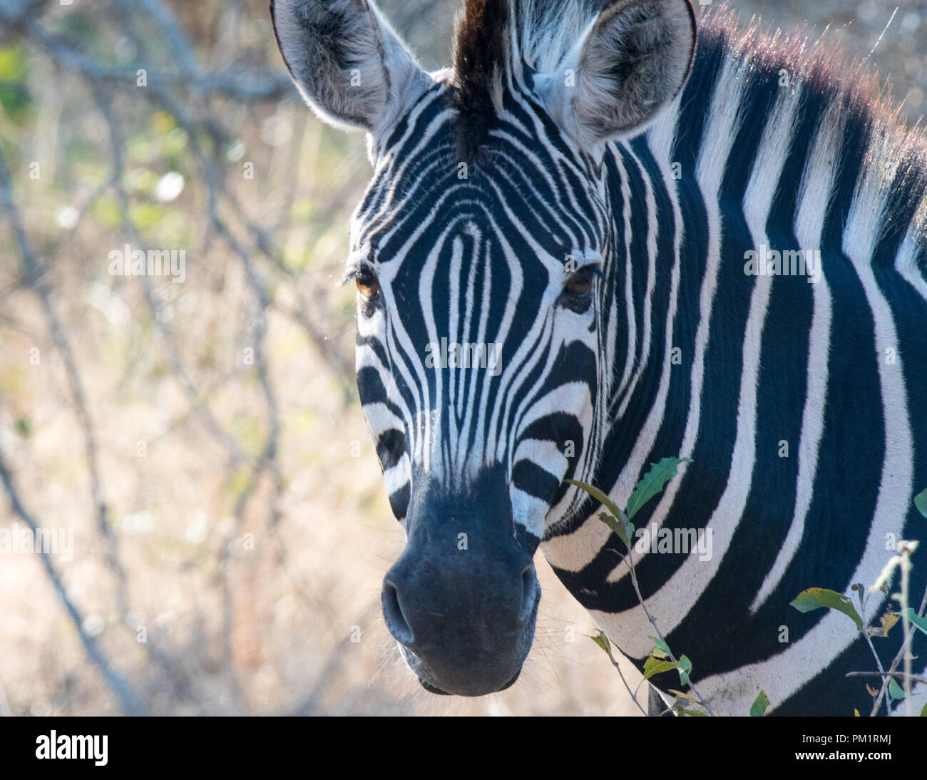 Eine schöne Nahaufnahme von Zebras im Wilden in dichter Vegetation und Bush. Die zebrastreifen sind klar mit grünen Blättern hervorstehende im Bild. Sonnig Stockfoto